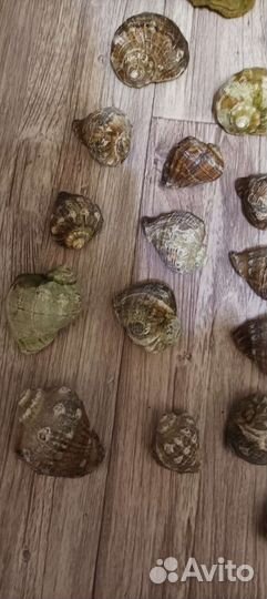 Ракушка рапан