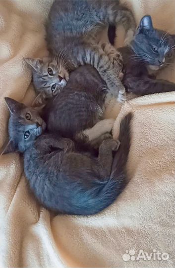 Котята
