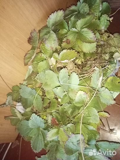 Саженцы (рассада) клубники