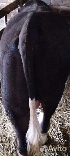 Быки на мясо