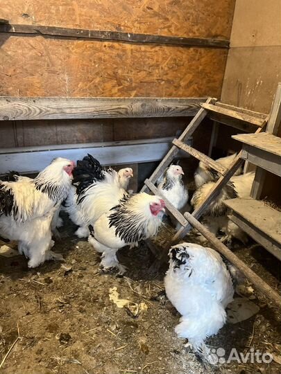 Инкубационное яйцо кур