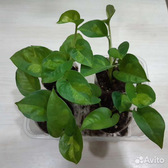 Эпипремнум 8 сортов