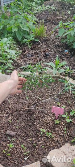 Облепиха саженцы Августина и Аллей