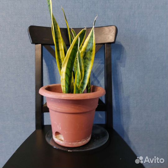 Сансивьера