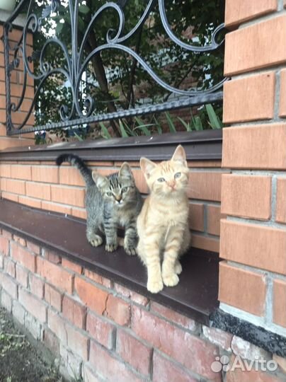 Котята в добрые руки
