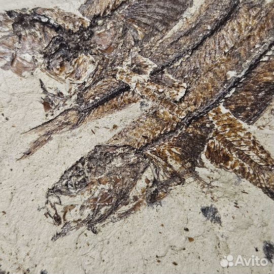 Окаменелая рыба на породе
