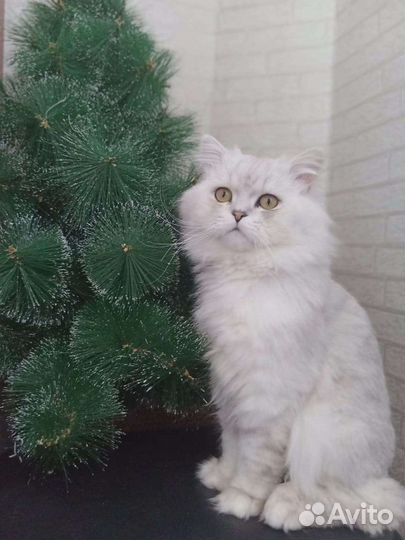 Персидский кот вязка