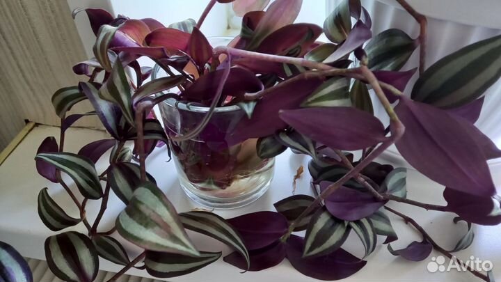 Традисканция