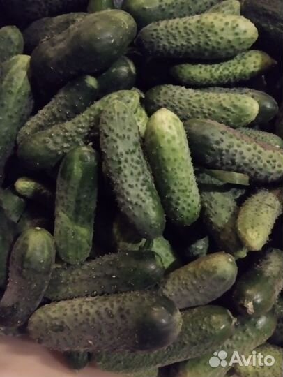 Огурцы свежие домашние