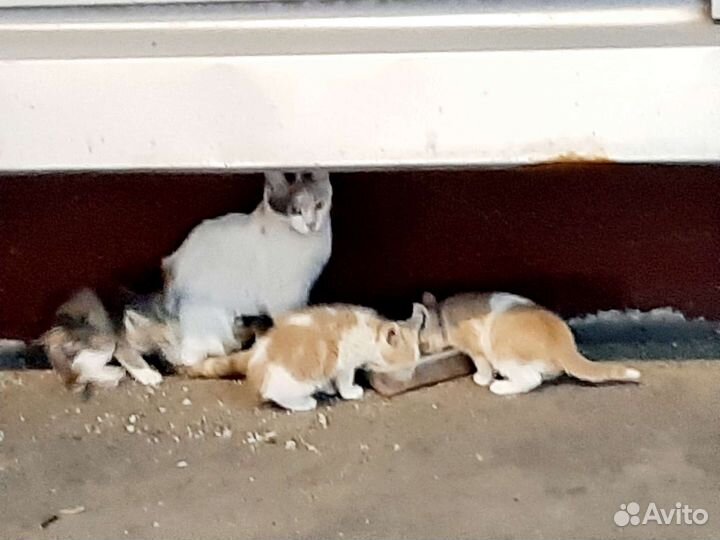 Кошка и котята на дороге