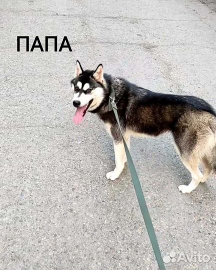 Щенки хаски