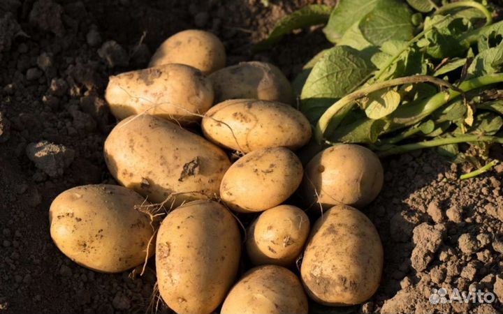 Продам мелкий картофель