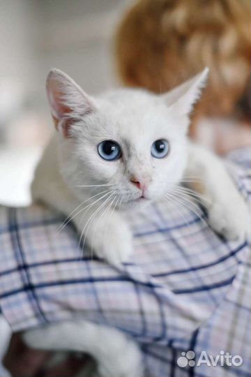 Белоснежная леди