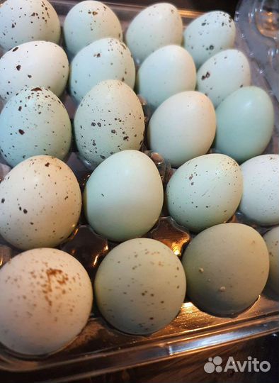 Мясо перепелки