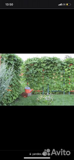 Семена дикого огурца