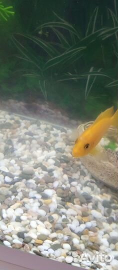 Псевдотрофеус