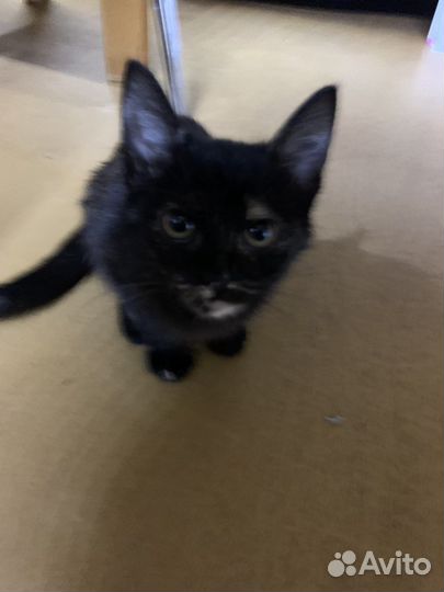 Отдам в добрые руки