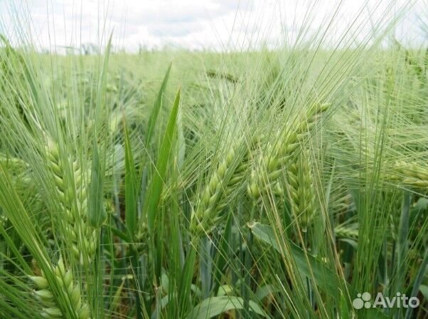 Семена Ячменя,Пшеницы, Овса