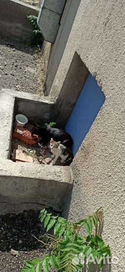 Котята в добрые руки (нужна помощь)