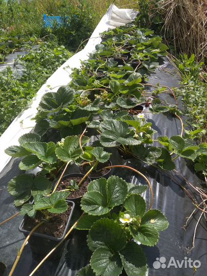 Рассада клубники