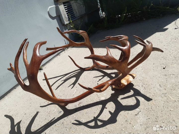 Рога оленя