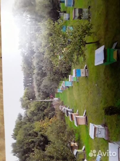 Продам пчел