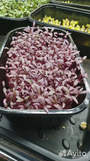 Микрозелень и витграс