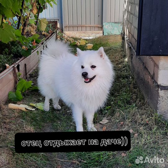 Японский шпиц, мальчик