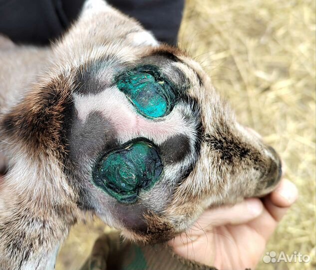 Обезроживание козлят, кастрация, копыта