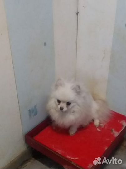 В добрые руки