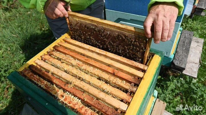 Мёд, забрус, сотовый мед, соты, воск пчелиный