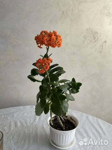 Каланхоэ цветущий