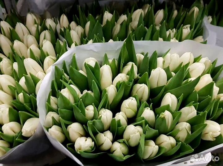 Тюльпаны оптом собственное производство