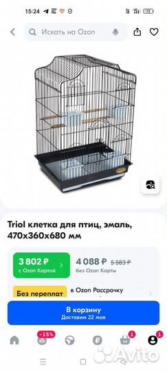 Попугай Корелла