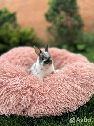 Карликовые кролики питомник