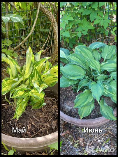 Хоста волнистая, хоста гибридная