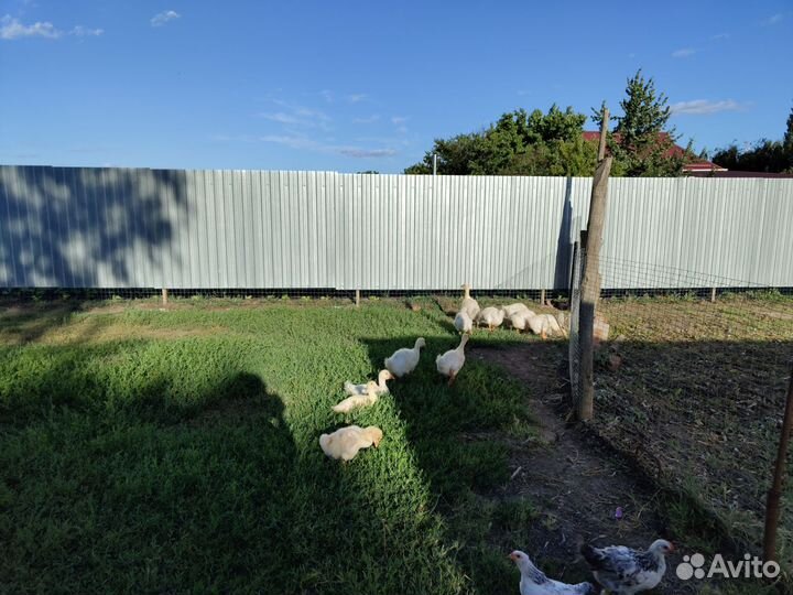 Гусята подрощенные