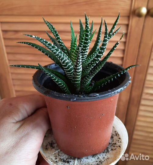 Хавортия полосатая