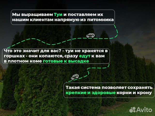 Туи смарагд 1,2 м свежая копка 2023