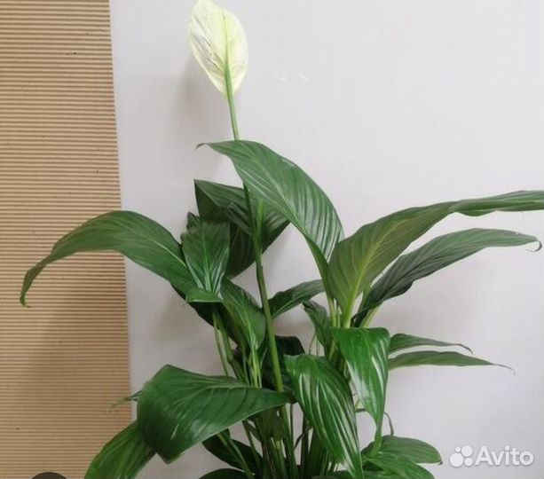 Спатифиллум, хлорофитум, каланхоэ, традесканция