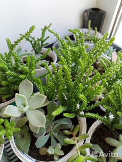 Суккуленты