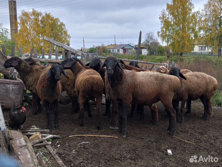 Бараны курдючные на породу