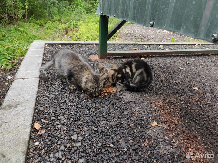 Котята в добрые руки