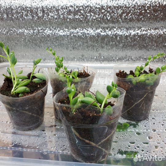 Крестовник геррейна,роули(суккулент)