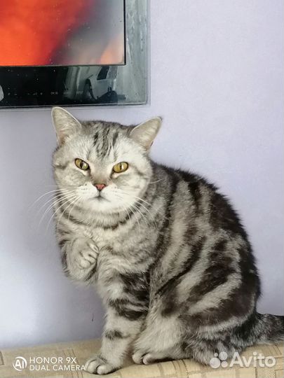 Шотландская