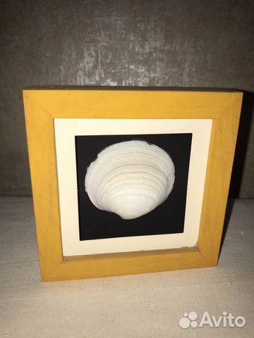 Ракушка в рамке, декор, картина