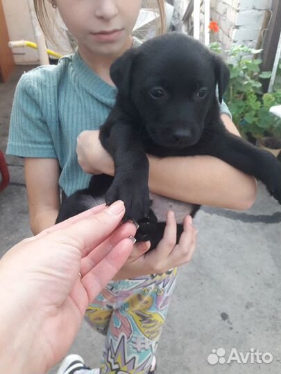 Щенки лабрадора