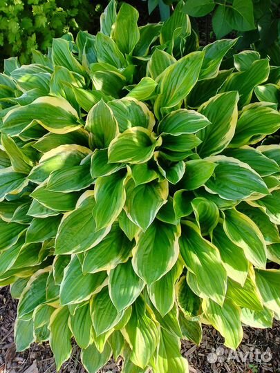 Хоста растение