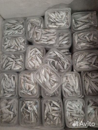 Мороженная тюлька для рыбалки