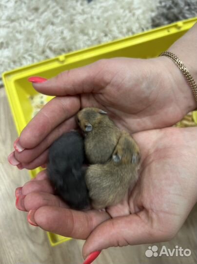 Сирийский хомяк